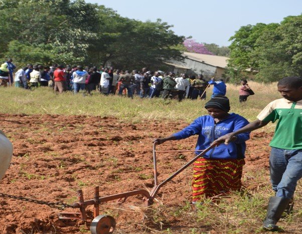 Démonstration agro silvopastorale — labour et formation IFBAB