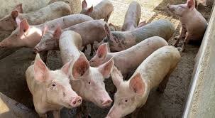 Élevage porcin — IFBAB